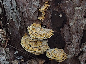 Turkey Tail - Polyporus versicolor