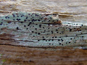 Mountain Cedar Fungus - Robergea albicedrae