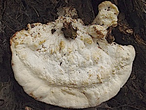 White Maze Polypore - Trametes_elegans