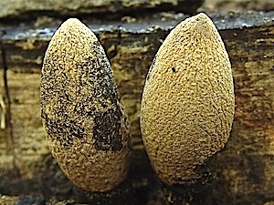 Dead-man's Fingers - Xylaria polymorpha