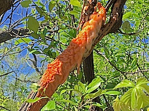 Fungus Volcano - Fusicolla merismoides