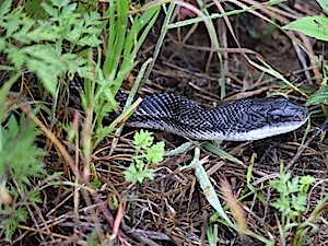 Western Rat Snake