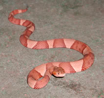 Copperhead