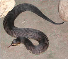 Water Moccasin