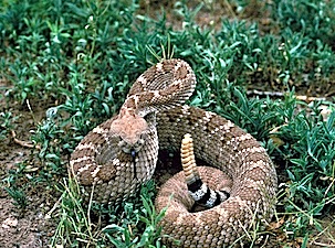 Western Diamondback Rattlesnake