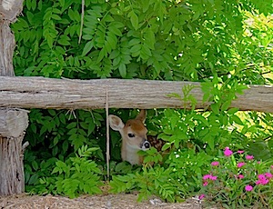 Berry Springs - Baby Fawn