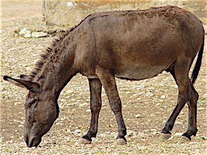 Berry Springs Donkey - Lil'Bob