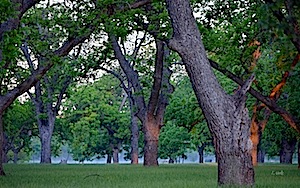 Berry Springs Pecan Grove