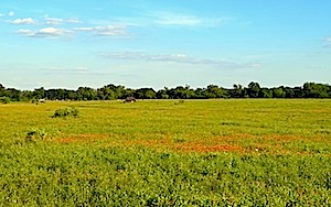 Berry Springs Prairie