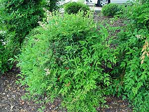 Nandina domestica