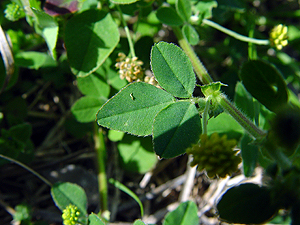 Medicago polymorpha