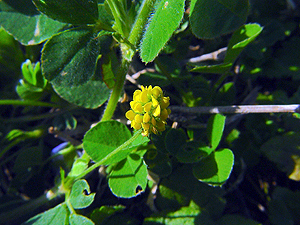 Medicago polymorpha