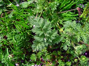 Erodium cicutarium