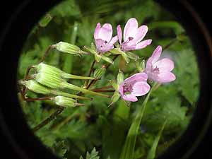 Erodium cicutarium