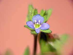 Veronica arvensis