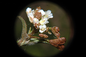 Capsella bursa-pastoris