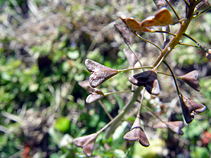 Capsella bursa-pastoris