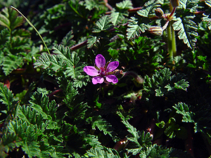 Erodium texanum