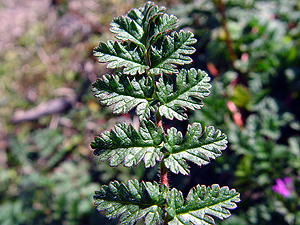 Erodium texanum