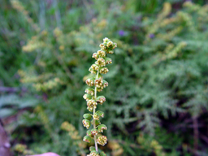 Ambrosia artemisiifolia