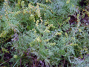 Ambrosia artemisiifolia