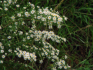 Symphyotrichum ericoides var ericoides