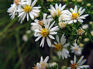 Symphyotrichum ericoides var. ericoides