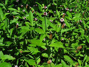 Phyla nodiflora