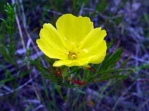 Calylophus berlandieri