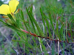 Calylophus berlandieri