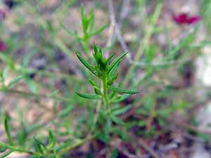 Krameria lanceolata