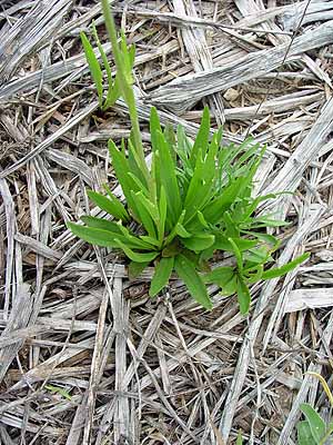 Marshallia caespitosa