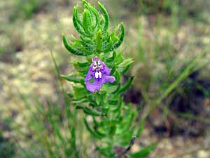 Salvia texana