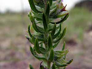 Salvia texana