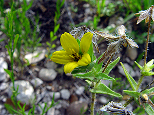 Lindheimera texana