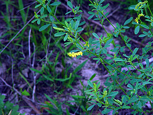 Melilotus officinalis