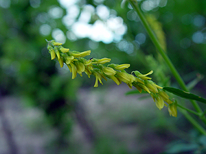 Melilotus officinalis