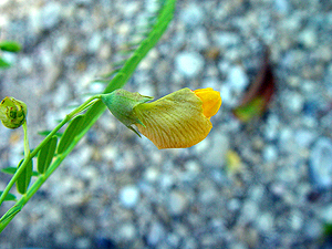 Sesbania herbacea