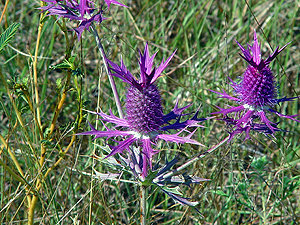 Eryngium leavenworthii