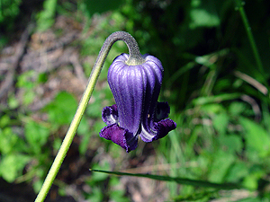 Clematis pitcheri