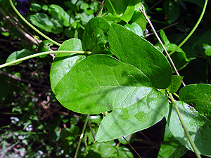 Clematis pitcheri