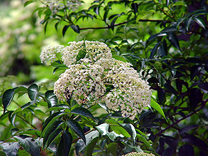 Sambucus nigra canadensis