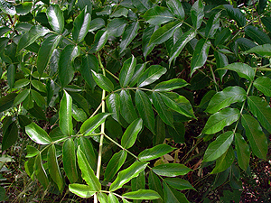 Sambucus nigra canadensis