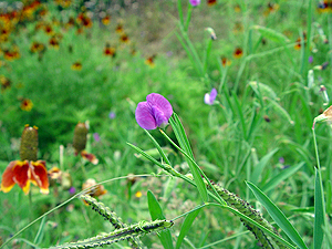 Vicia sativa nigra