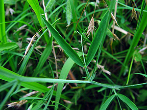 Vicia sativa nigra