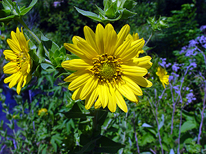 Silphium radula