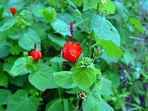 Malvaviscus arboreus drummondii