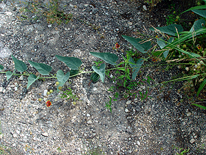 Cucurbita foetidissima