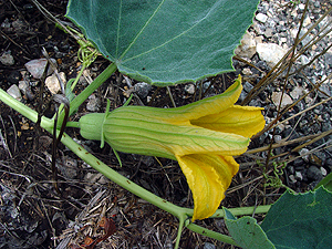 Cucurbita foetidissima