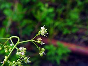 Ampelopsis cordata